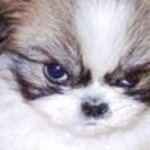 Meet your Posher, Tori